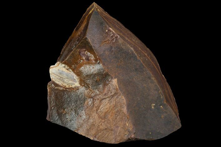 Unidentified Fossil Seed From North Dakota - Paleocene #96885